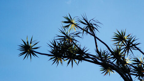 Moving the Goalposts for Plant Intelligence